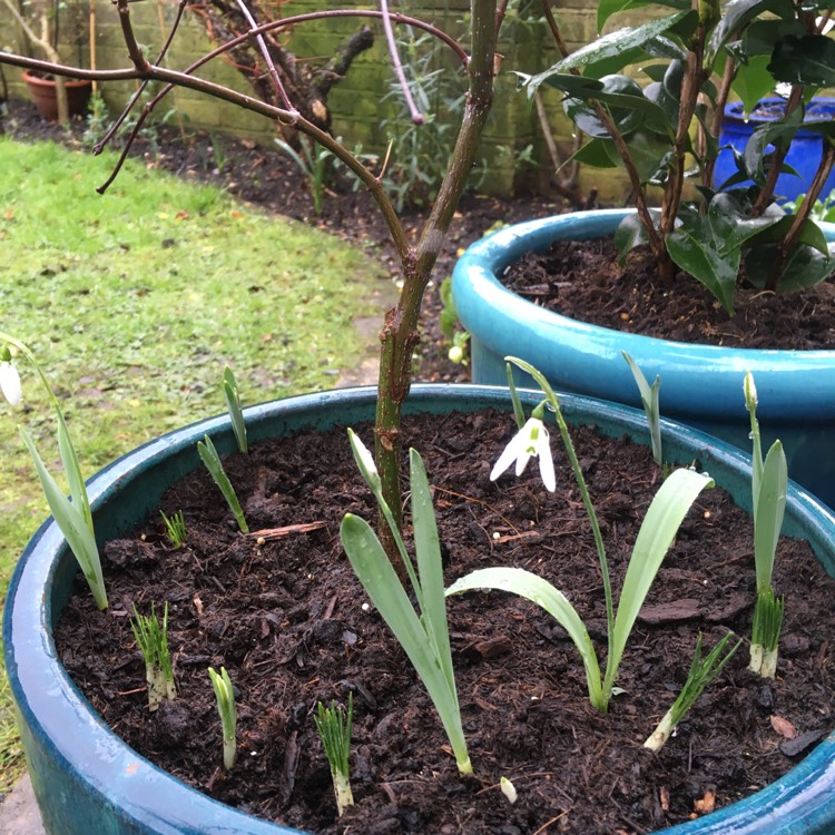 Plant image Galanthus elwesii