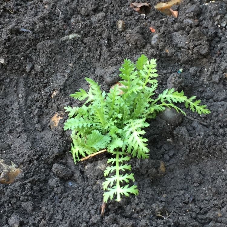 Plant image Achillea filipendulina 'Cloth of Gold'