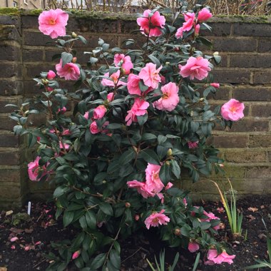 Camellia x williamsii 'Donation'