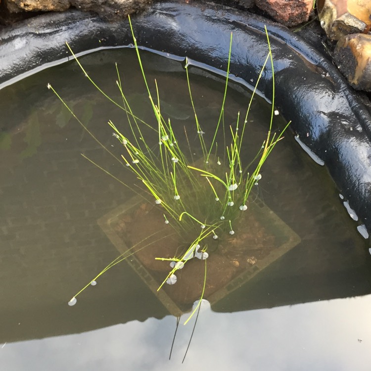 Plant image Scirpus Cernuus syn. solepis cernua