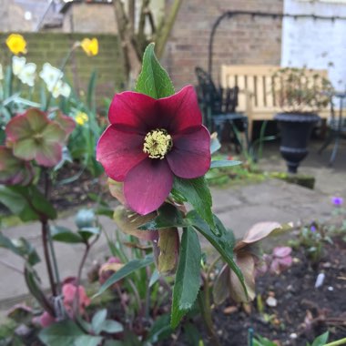 Helleborus x hybridus 'Harvington Red'