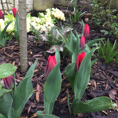 Tulipa 'Seadov'