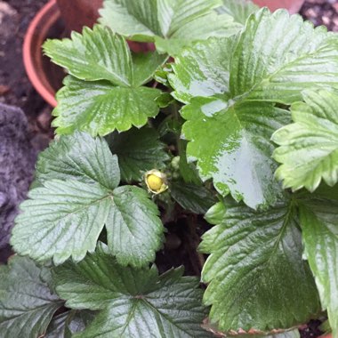 Fragaria vesca