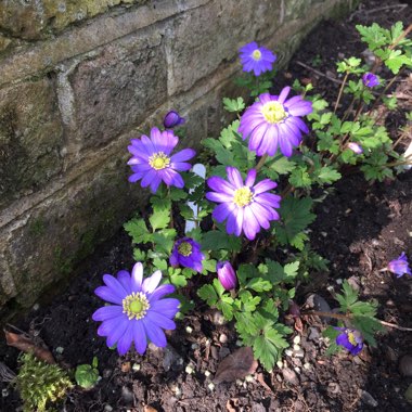 Hepatica