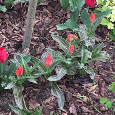 Tulipa 'Madame Lefeber' syn. Tulipa 'Red Emperor'