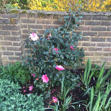 Camellia x williamsii 'Donation'