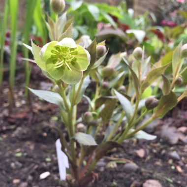 Helleborus x sternii 'Silver Dollar'