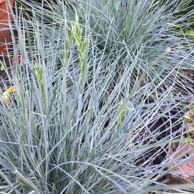 Festuca glauca 'Intense Blue'