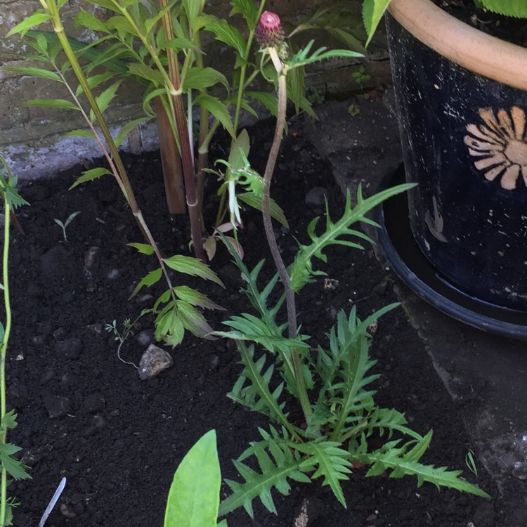 Plant image Cirsium rivulare 'Trevor's Blue Wonder'