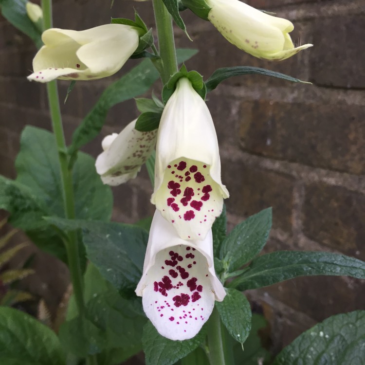 Plant image Digitalis purpurea 'Dalmatian White'