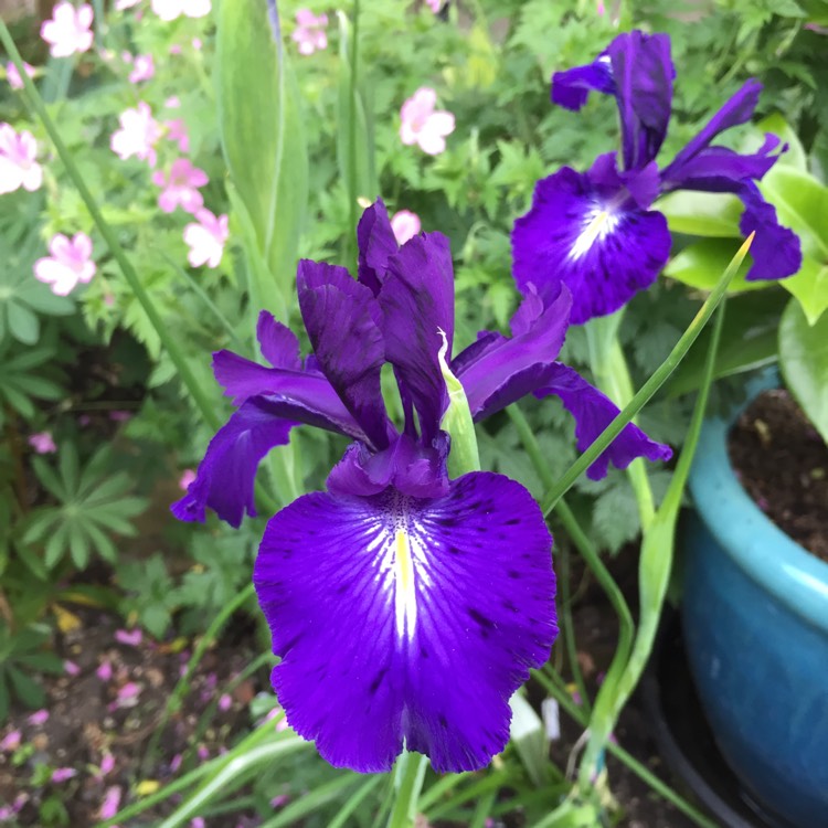 Plant image Iris Latifola