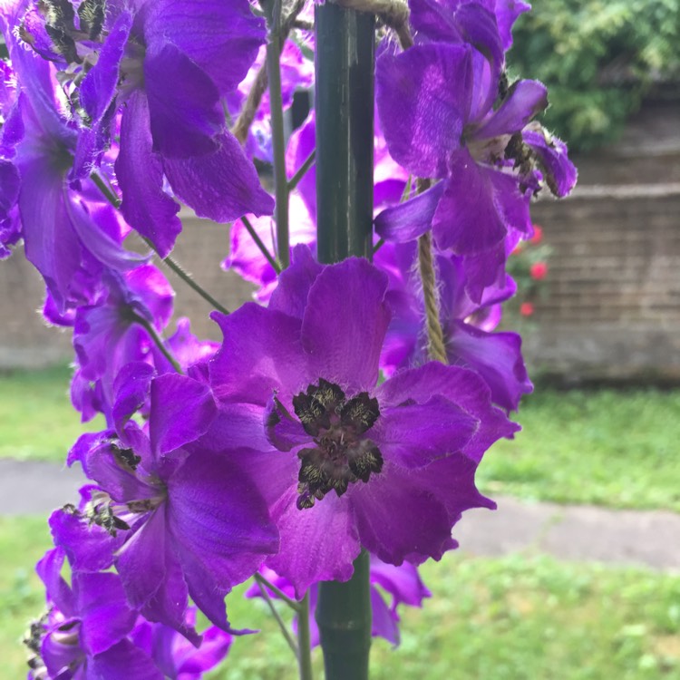 Plant image Delphinium x cultorum 'Magic Fountain Blue'