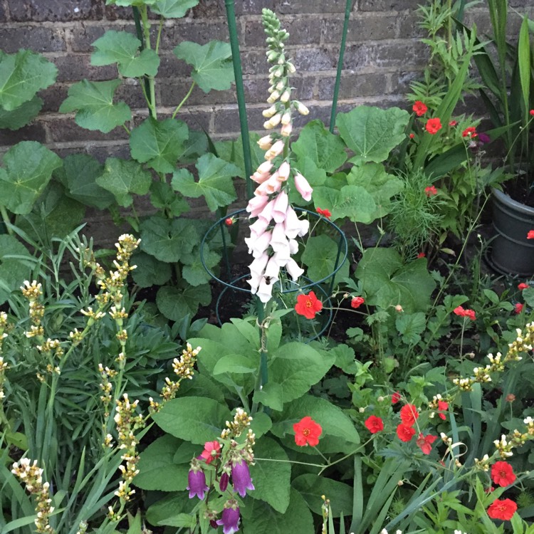 Plant image Digitalis purpurea 'Excelsior Hybrid Mixed'