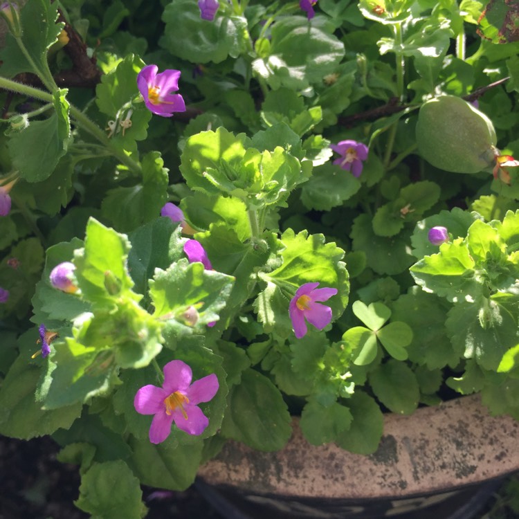 Plant image Bacopa scopia 'Great Regal Blue'