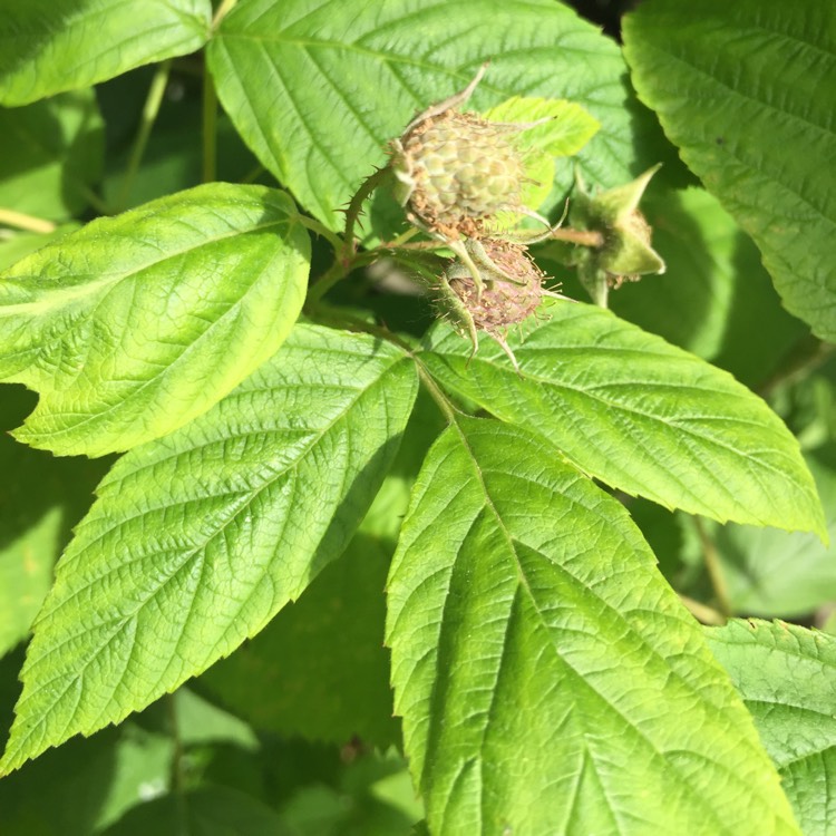 Plant image Rubus idaeus 'Malling Jewel'