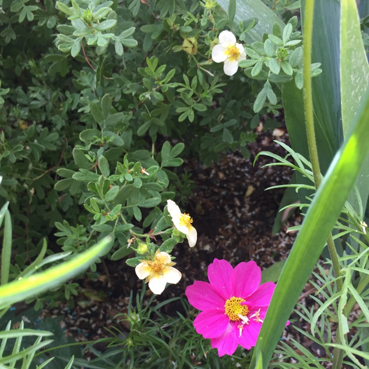 Plant image Potentilla fruticosa 'Limelight'