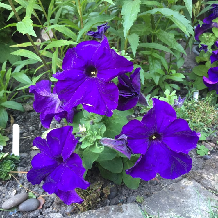 Plant image Petunia x hybrida 'F1 Ultra 'Blue'