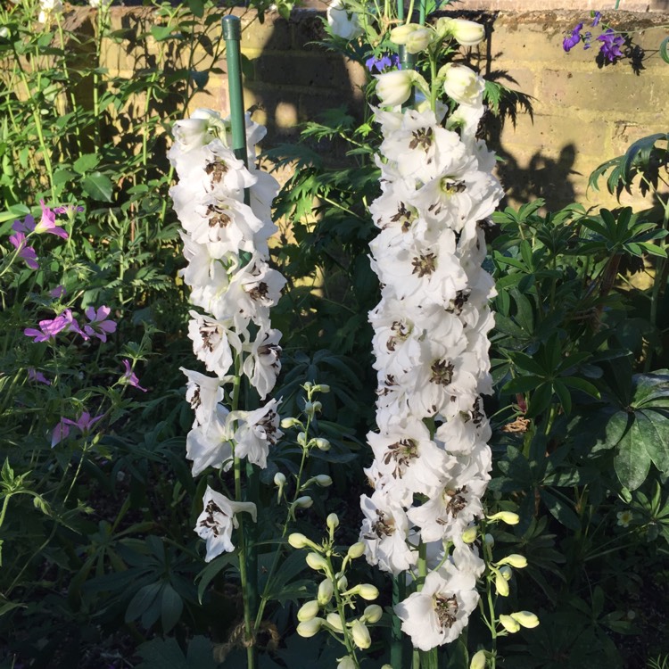 Plant image Delphinium elatum 'Black Eyed Angels'