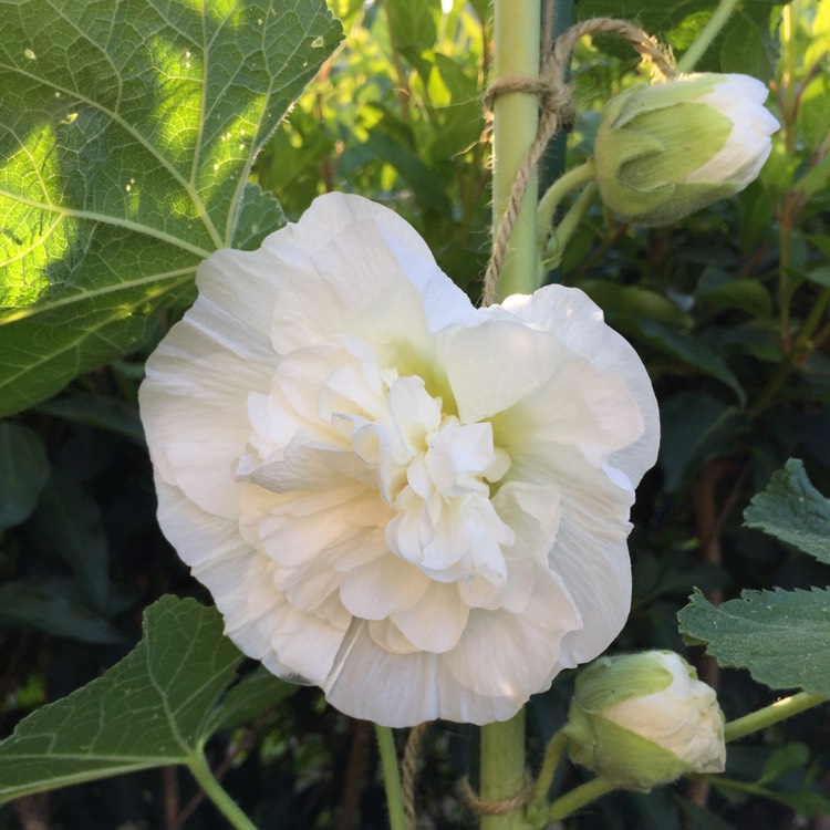 Plant image Alcea rosea 'Chater's Double Group Red'