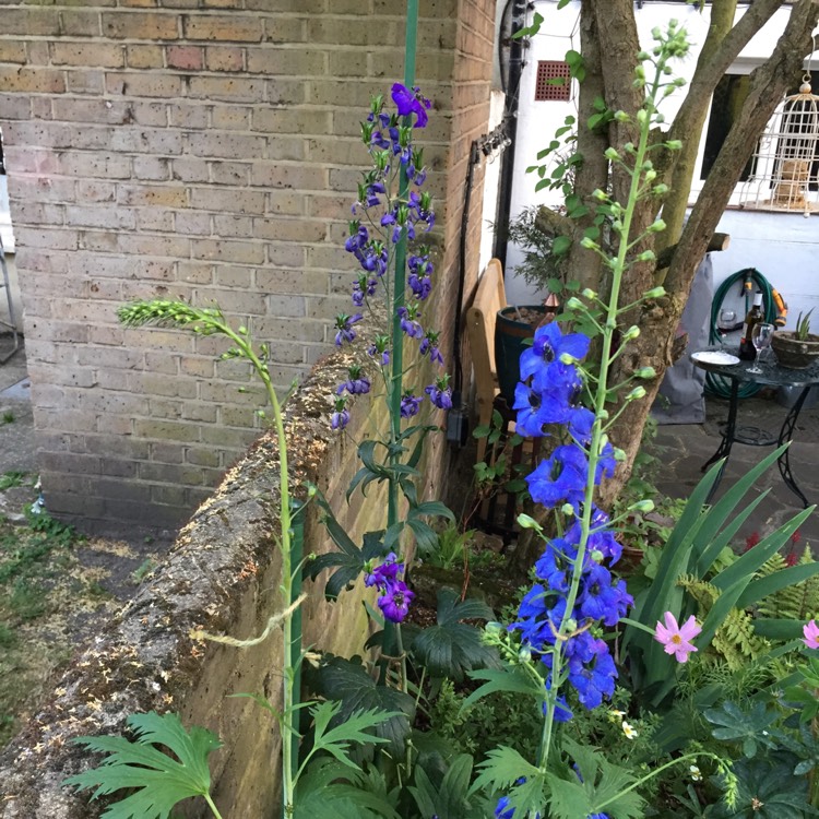 Plant image Delphinium 'Black Knight'