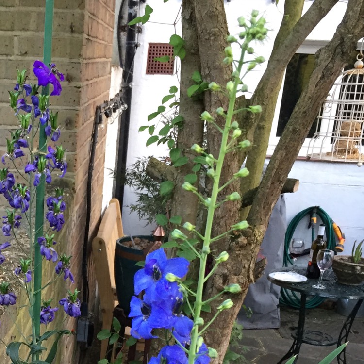 Plant image Delphinium 'Blue Bird' (Pacific Hybrid)