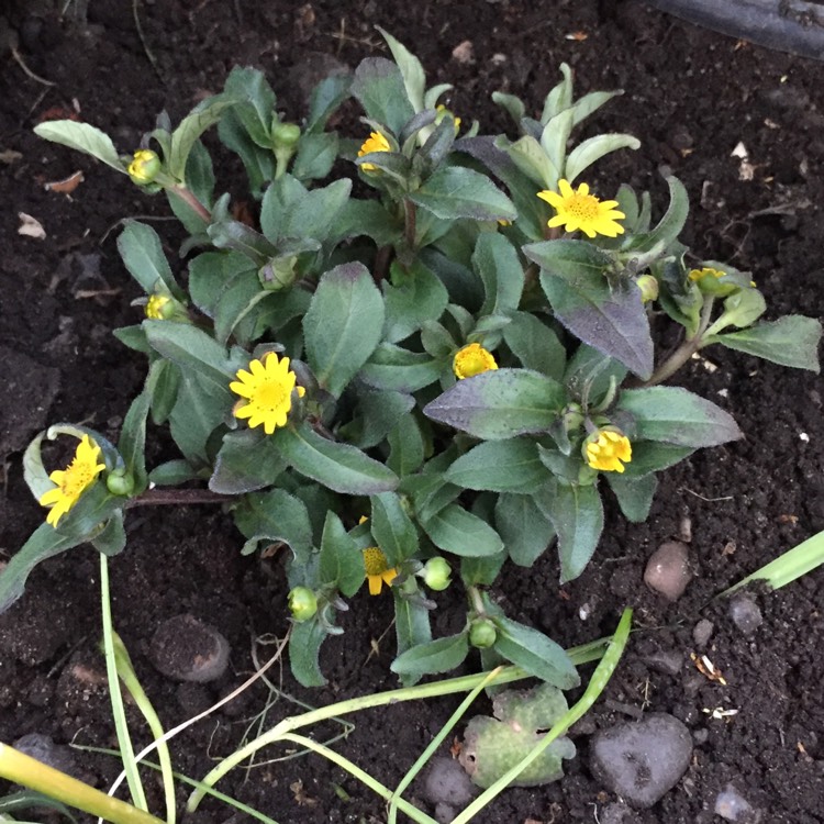 Plant image Sanvitalia procumbens