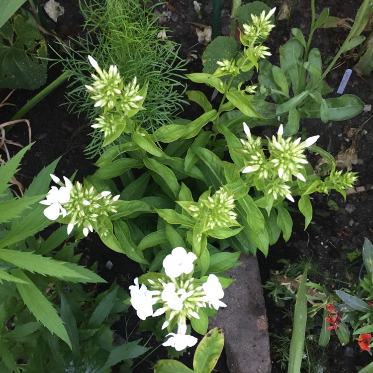 Plant image Phlox paniculata 'Peacock White' (Peacock Series)