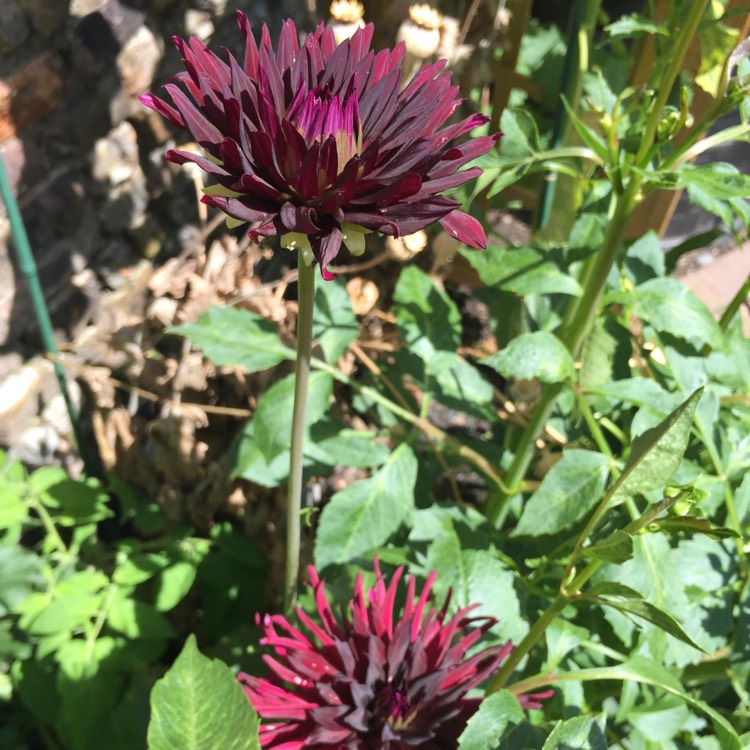 Plant image Dahlia 'Trebbiano'