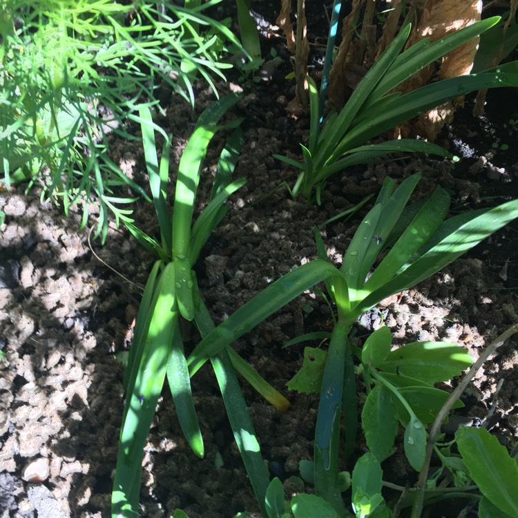 Plant image Agapanthus 'Regal Beauty'