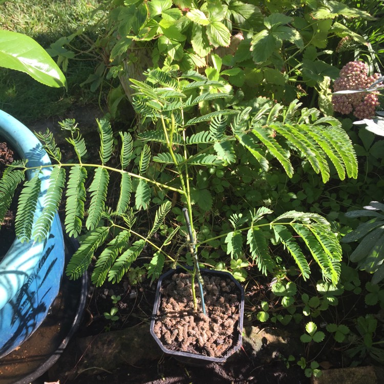 Plant image Albizia julibrissin f. rosea