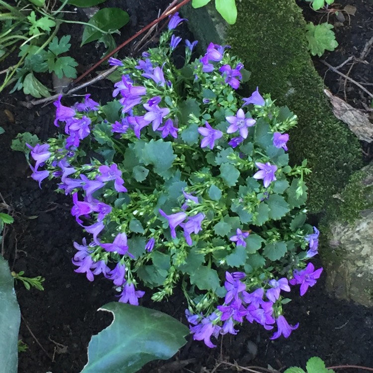 Plant image Campanula Muralis Syn. C. Portenschlagiana