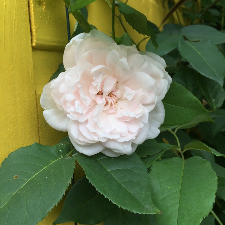 Plant image Rosa 'Madame Alfred Carrière'