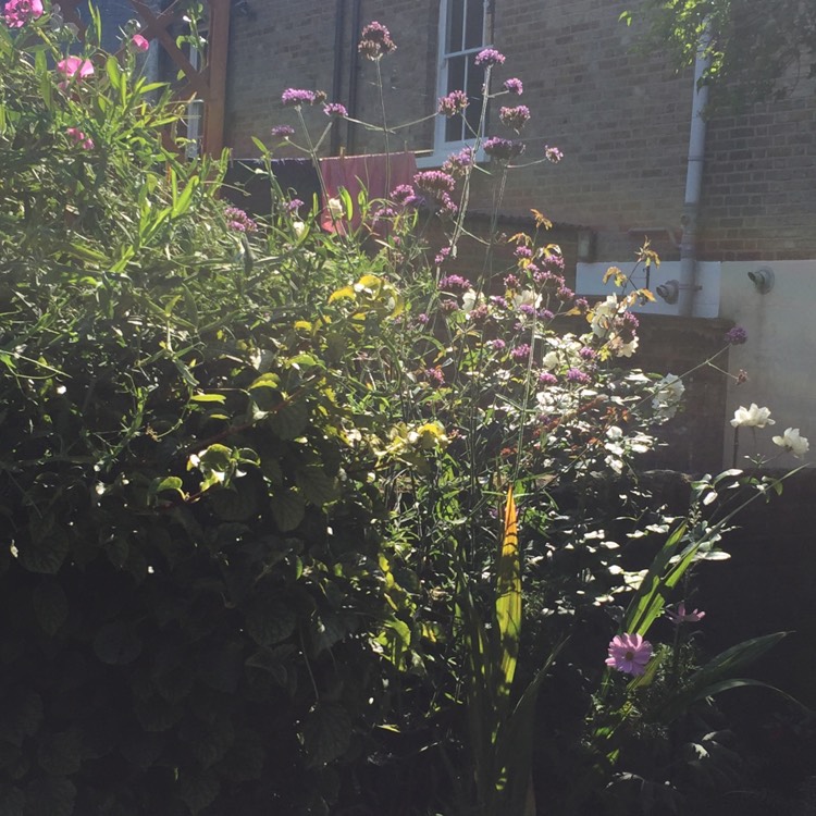 Plant image Verbena rigida syn. Verbena venosa