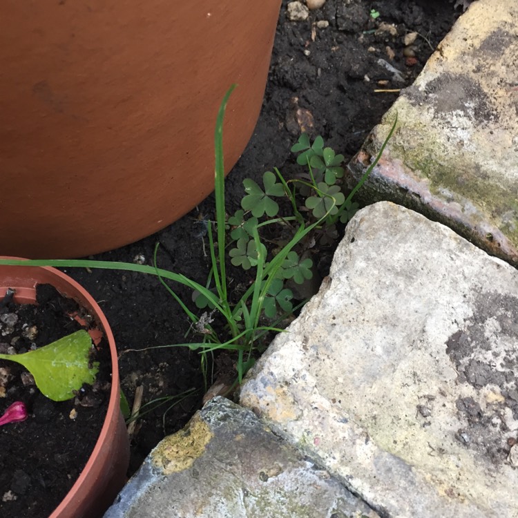 Plant image Trifolium dubium