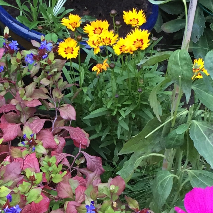 Plant image Coreopsis grandiflora 'Sunfire'