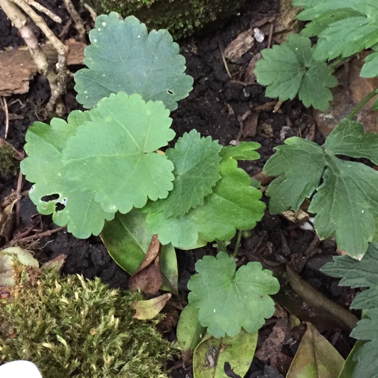 Plant image Ranunculus abortivus