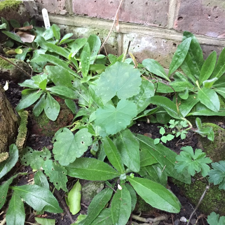 Plant image Ranunculus abortivus