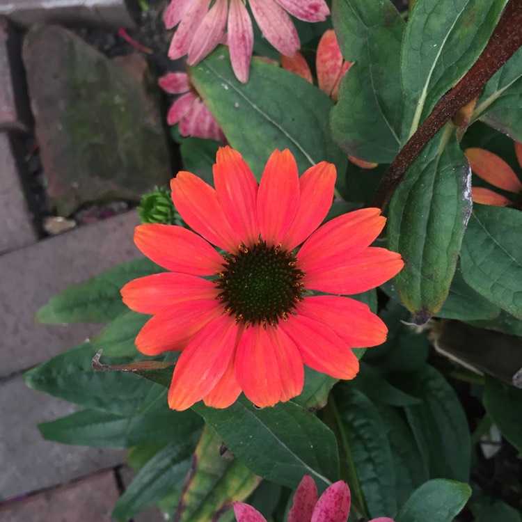 Plant image Echinacea 'Cheyenne Spirit' (Orange)