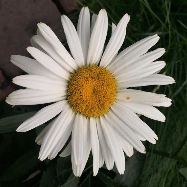 Plant image Leucanthemum x superbum 'Banana Cream'