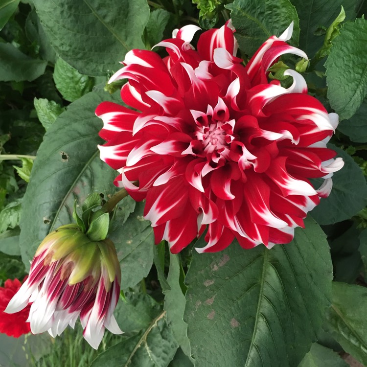 Plant image Dahlia 'X Factor'