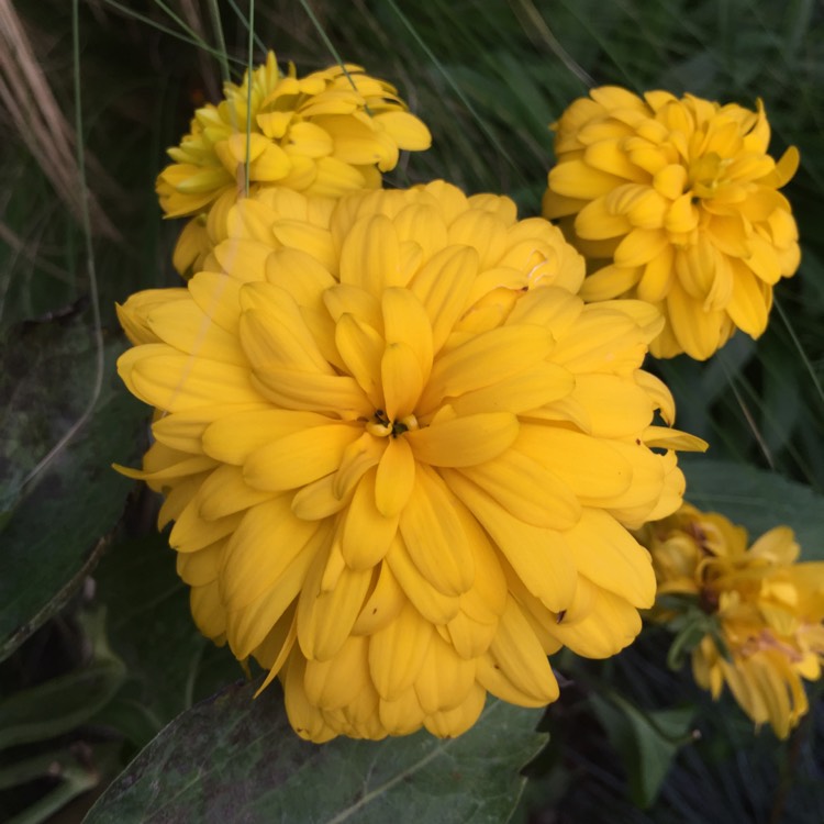 Plant image Rudbeckia laciniata 'Goldball'