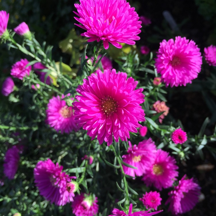 Plant image Callistephus chinensis'Colour Carpet'