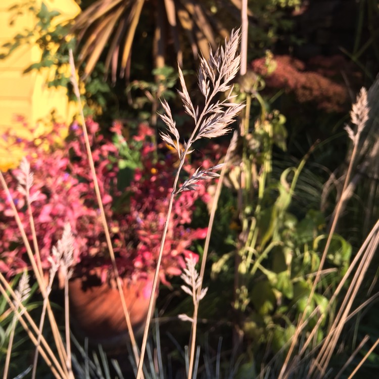 Plant image Festuca glauca 'Intense Blue'