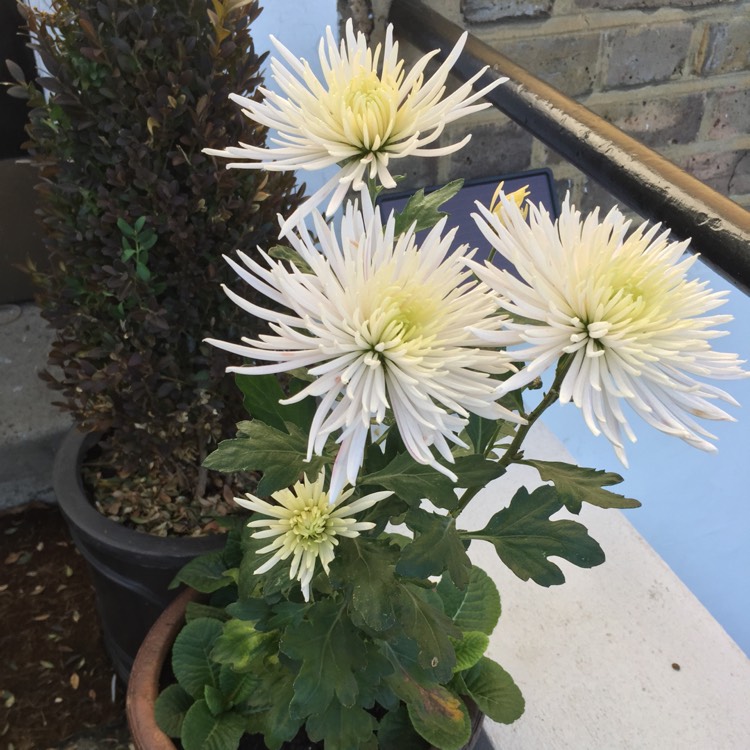 Plant image Callistephus chinensis 'Spider Chrysanthemum'