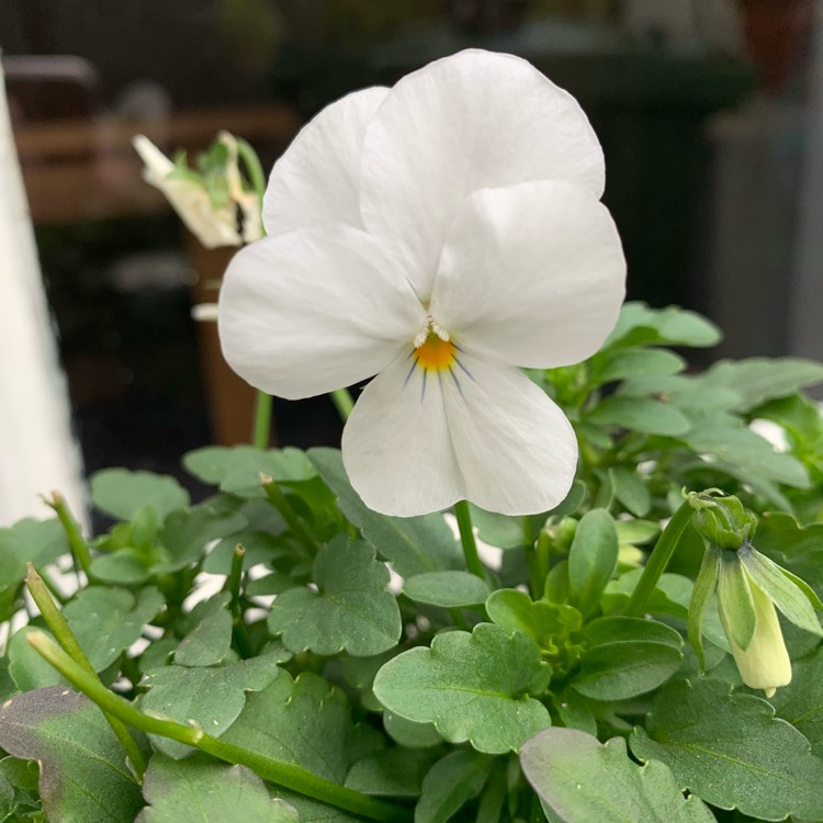 Plant image Viola 'alba'