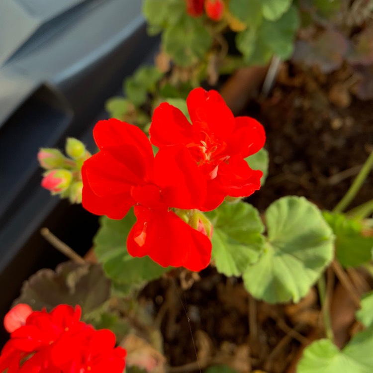 Plant image Pelargonium 'Pacan' (Quality Line Series) syn. Pelargonium 'Anthony'