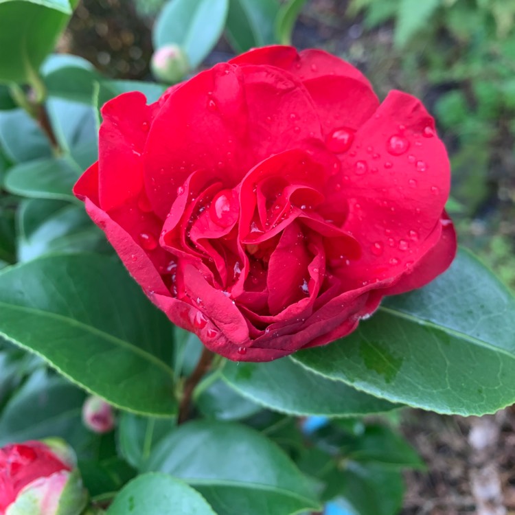 Plant image Camellia japonica 'Doctor Burnside'