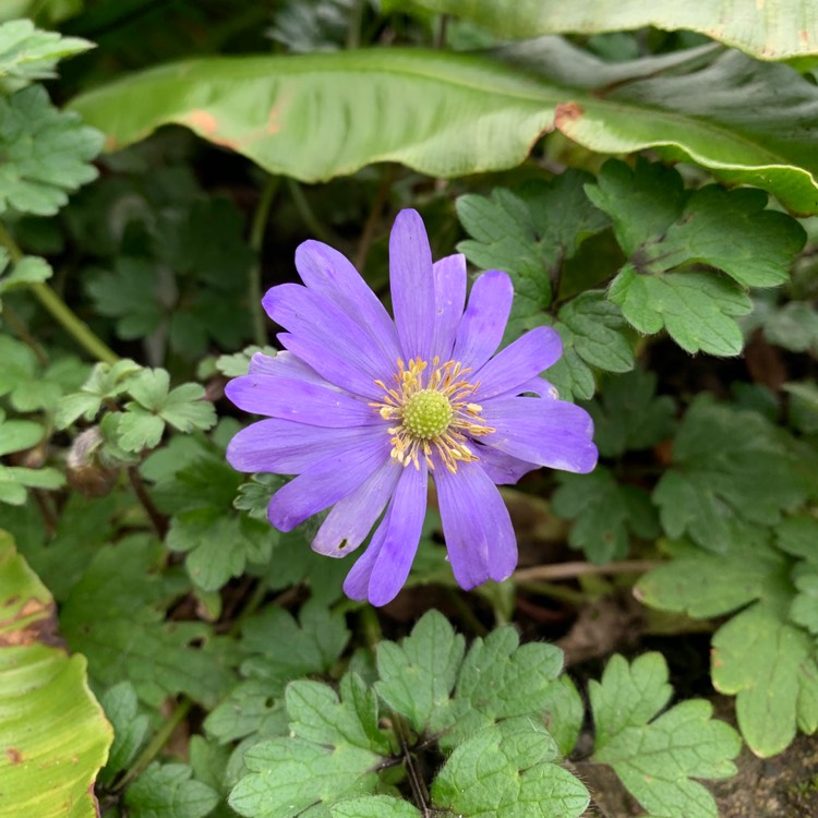 Plant image Hepatica