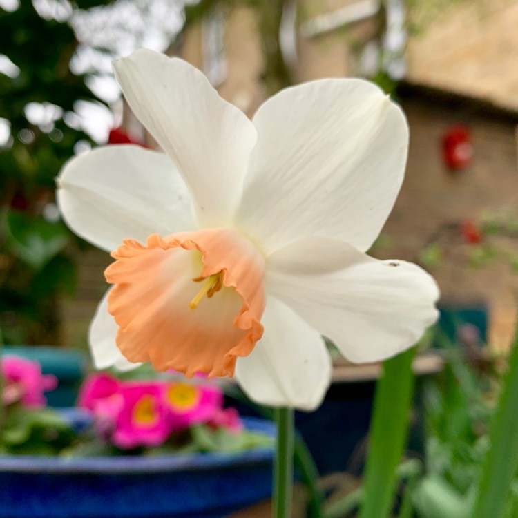 Plant image Narcissus 'Bell Song'