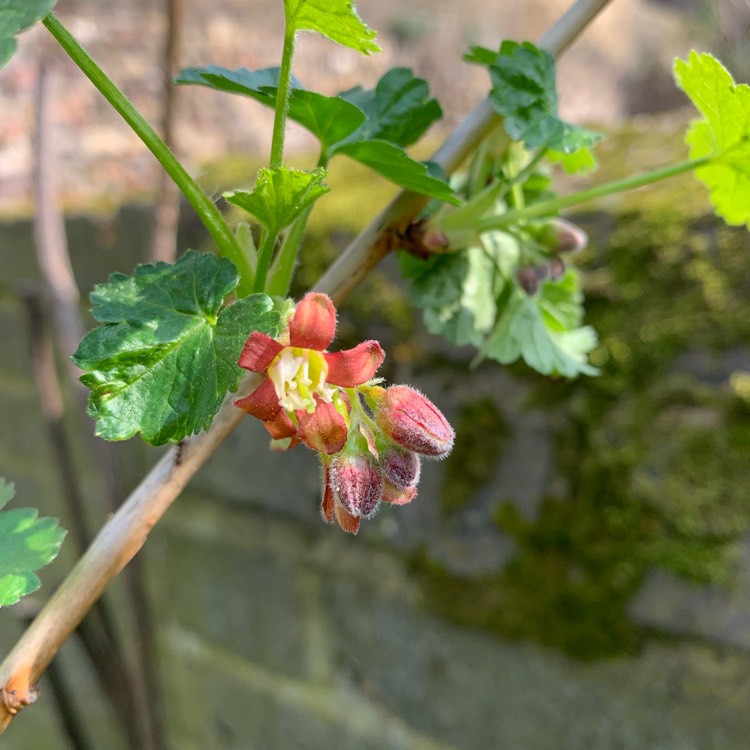 Plant image Ribes Rubrum 'Jonkheer Van Tets'